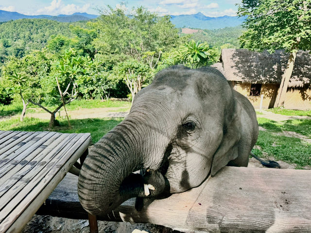 🐘 Morning Trumpets & Mud Baths – Life at Chai Lai Orchid 🌿