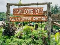 🐘 Morning Trumpets & Mud Baths – Life at Chai Lai Orchid 🌿