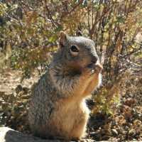 South Rim Wonders – A Grand Canyon Adventure
