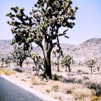 🌵 Getting Around Joshua Tree National Park: Transportation Tips You Need