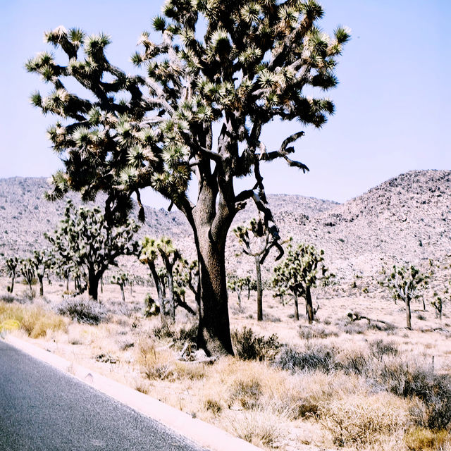 🌵 Getting Around Joshua Tree National Park: Transportation Tips You Need
