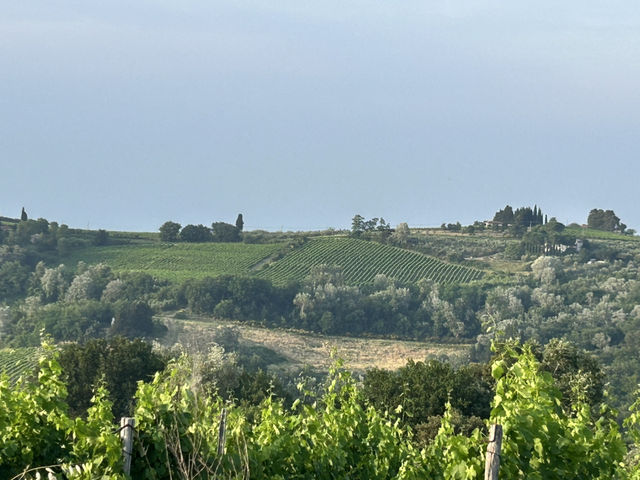 Vineyard visiting in Siena 