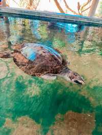 Turtles, Hidden Shores, and Tropical Calm 🐢🌴☀️