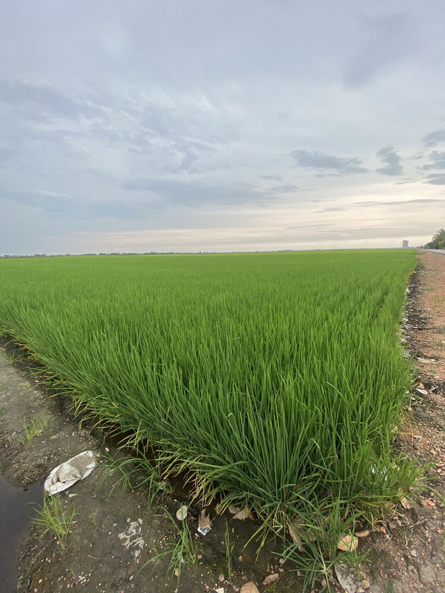 Sekinchan Paddy Gallery: Where Rice Meets Discovery