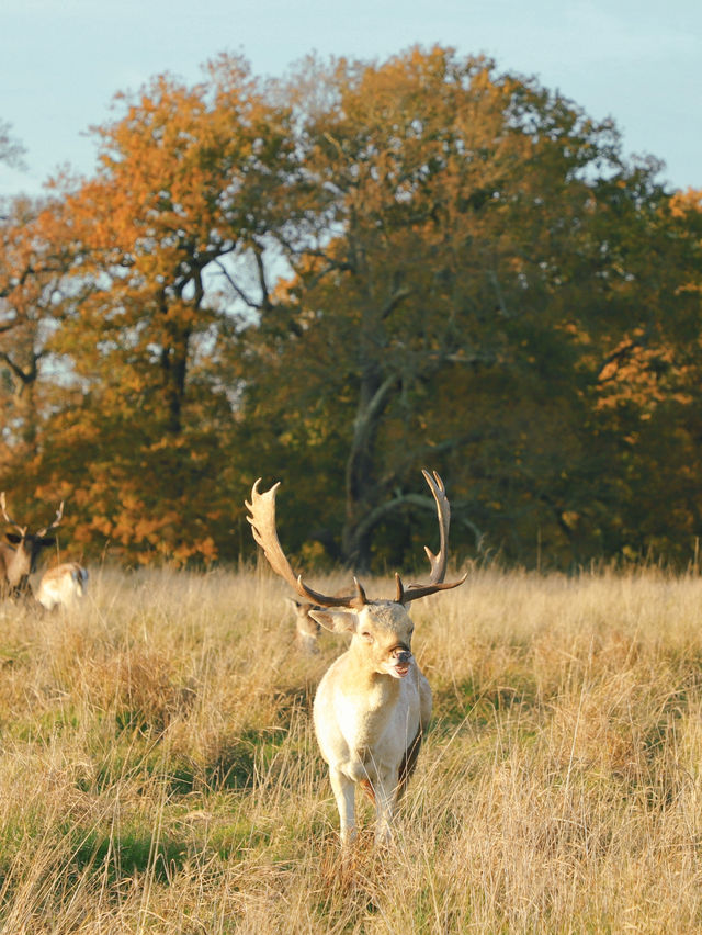 Richmond Park: London’s Wild Heart Where Deer Roam Free