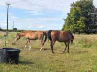 Summer holiday in Wingham, UK