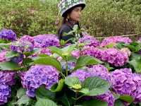 三月底花開富貴璀璨迎春
