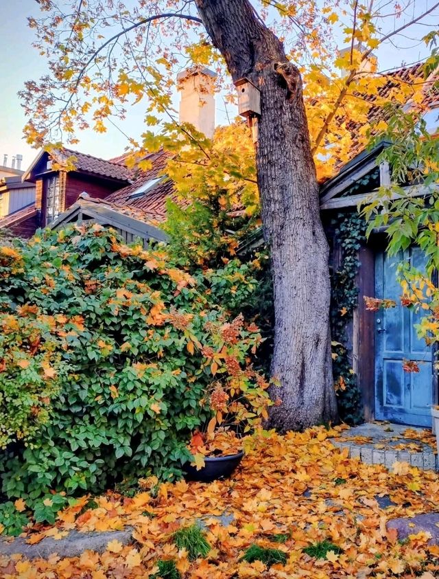 Autumn Dreamscape🍁 Autumn Dreamscape🍁