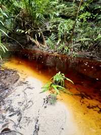 Исследуем Bako