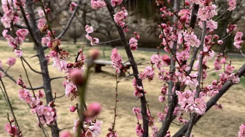 The Stray 是位於歷史悠久的哈羅蓋特鎮的一大片開放綠地 — traveler post in 哈羅蓋特