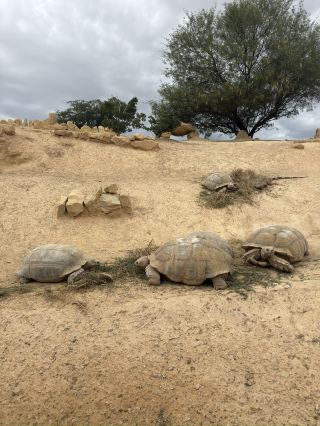アガディール — モロッコの太陽の真珠、そしてクロ…。