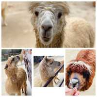 👪 BEST FAMILY FRIENDLY ZOO IN HANGZHOU ‼️