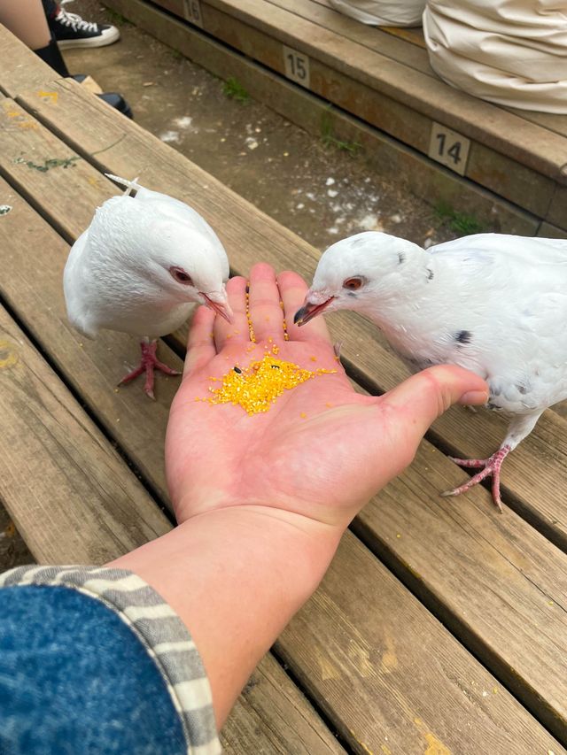 The Home of the Pigeons, Nanjing