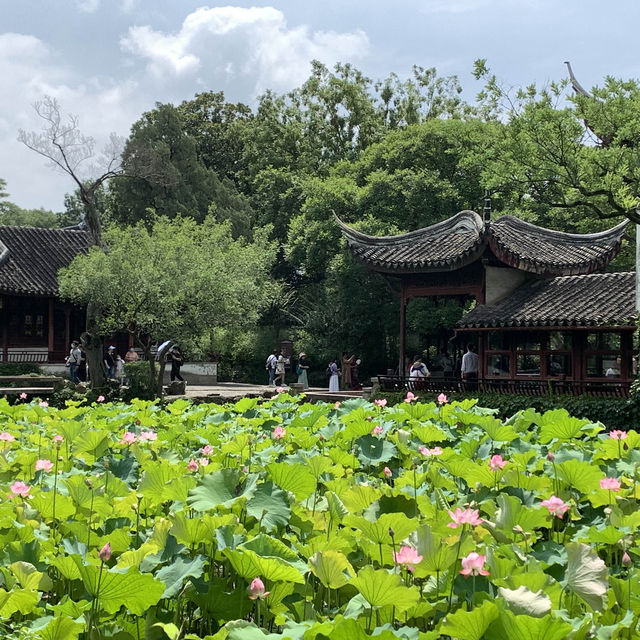【中国・蘇州】夏は蓮の花が一面に咲き乱れる庭園・拙政園（世界文化遺産）