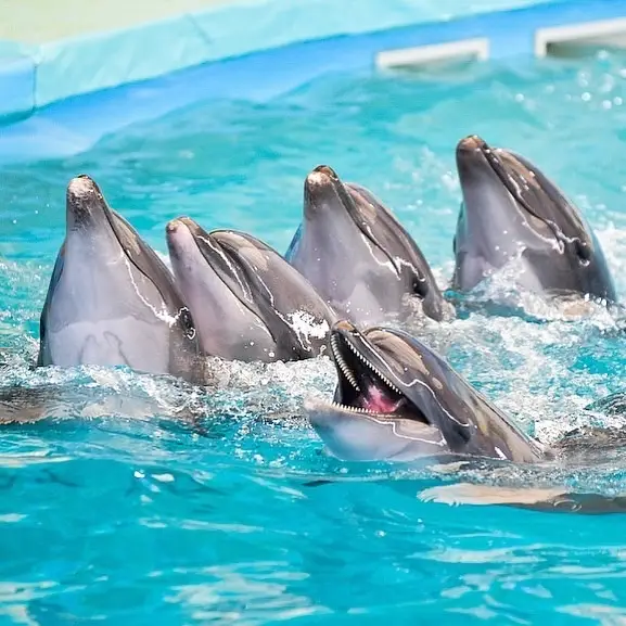 Must-visit attractions for parent-child trips in Thailand, swim with dolphins!