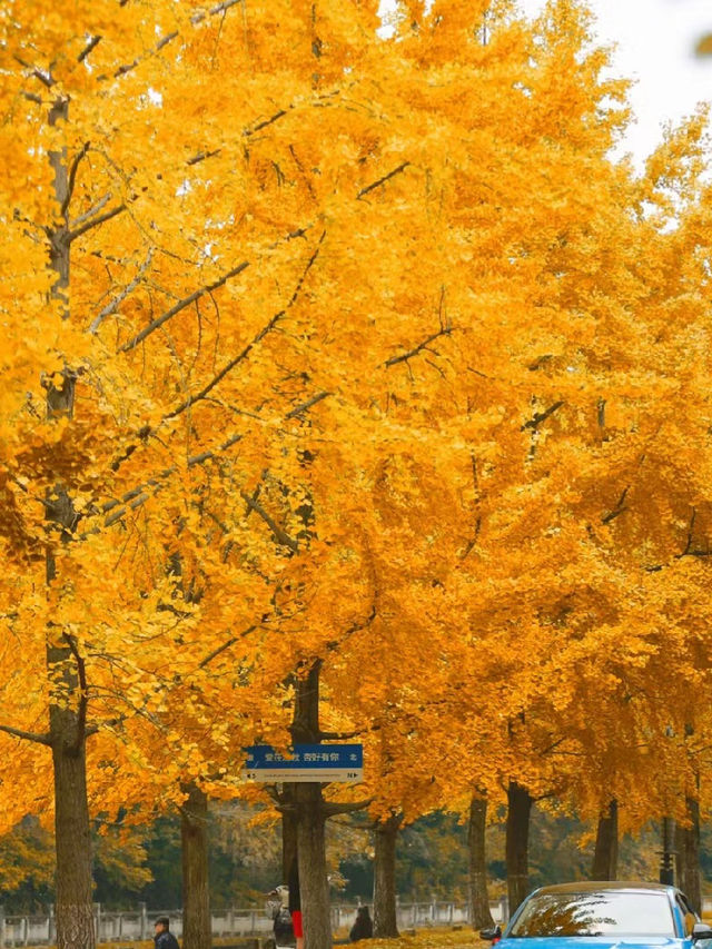 在成都快來超出片公園