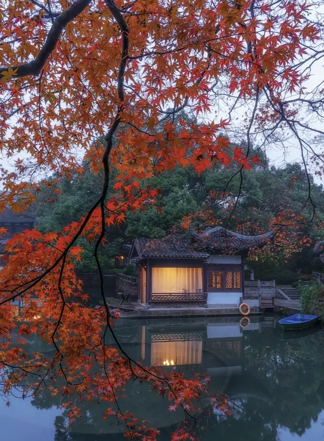 Hangzhou's most beautiful maple leaf season, at this time of the year, Hangzhou is like an oil painting