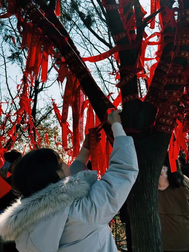 鎮江的秋天不輸給任何一個城市一日遊攻略|||