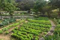 夏天好去處．行山郊遊四大類
