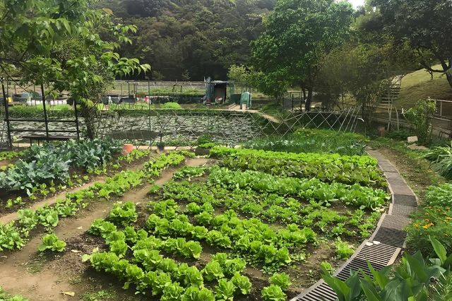 夏天好去處．行山郊遊四大類