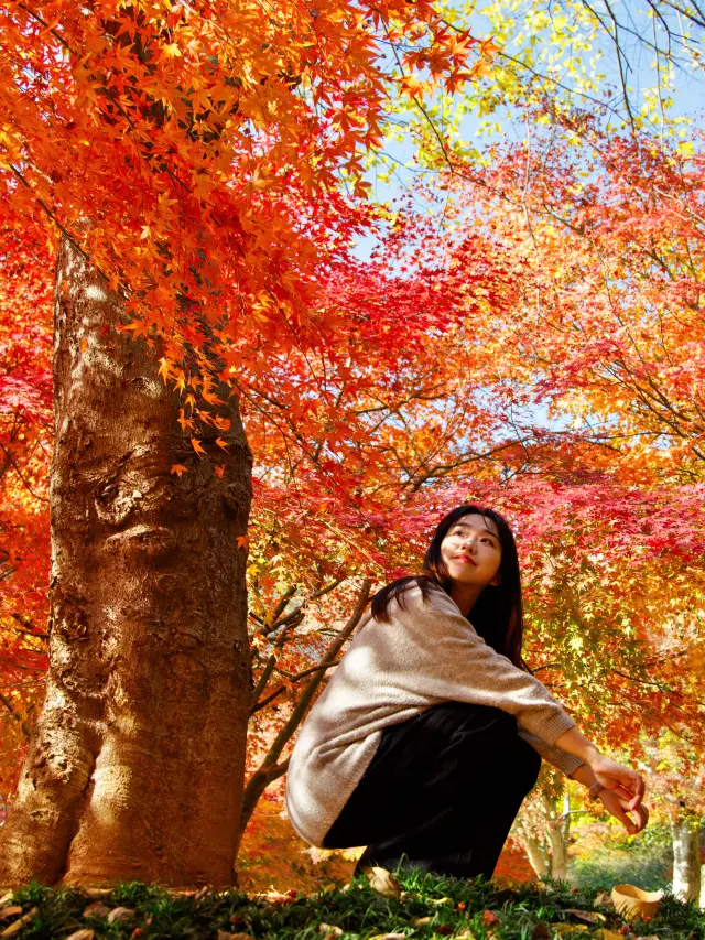 난창 주변 1시간, 나는 아름다운 일곱 가지 색깔의 단풍 숲을 발견했습니다