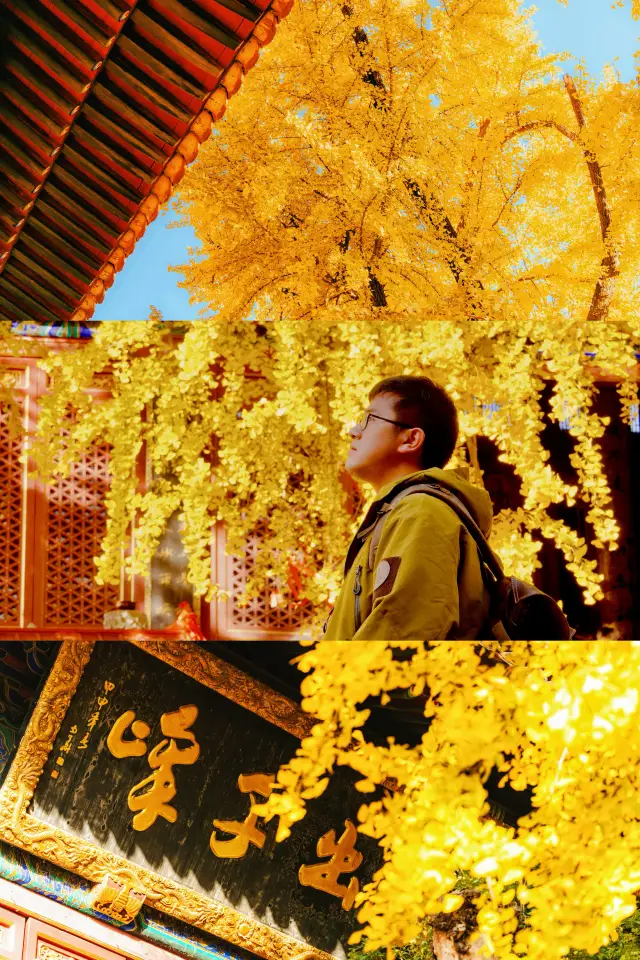 Don't miss the best viewing period of the century-old ginkgo in Wuhan, which only comes once a year