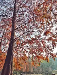 黃婆洞水庫｜看萬杉紅遍，層林浸染