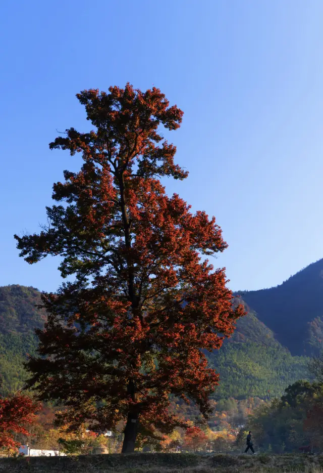 【Autumn is strong】One of the three most beautiful autumn colors in China: Ta Chuan Red Leaf Tour