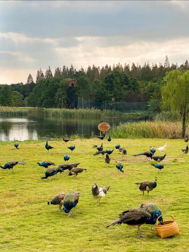 上海崇明島—東平森林公園