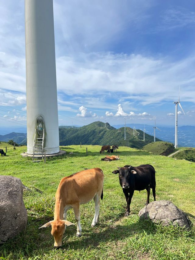 新興風車山｜赴一場完美日落