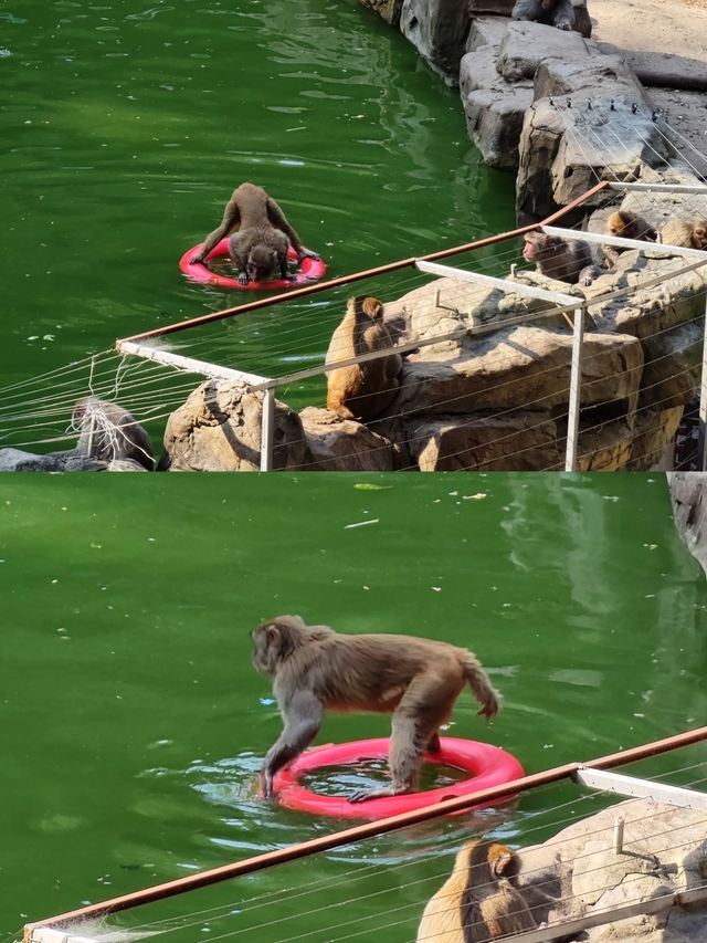 南京｜紅山森林動物園