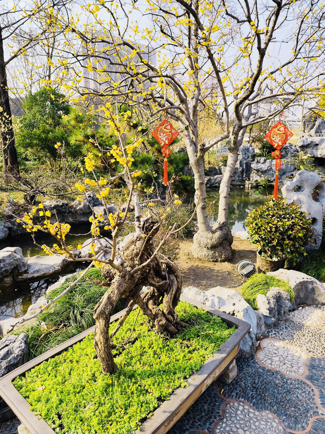 蠟梅展/真如公園