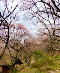 四川大邑鶴鳴山—春始萌發，梅花盛開