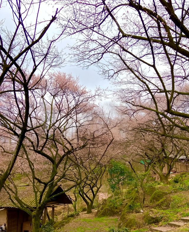 四川大邑鶴鳴山—春始萌發，梅花盛開