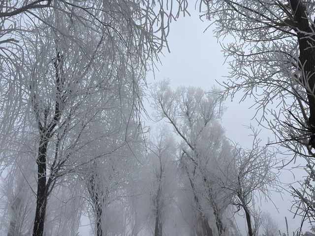 冬天即將過去霧凇美景儘快看