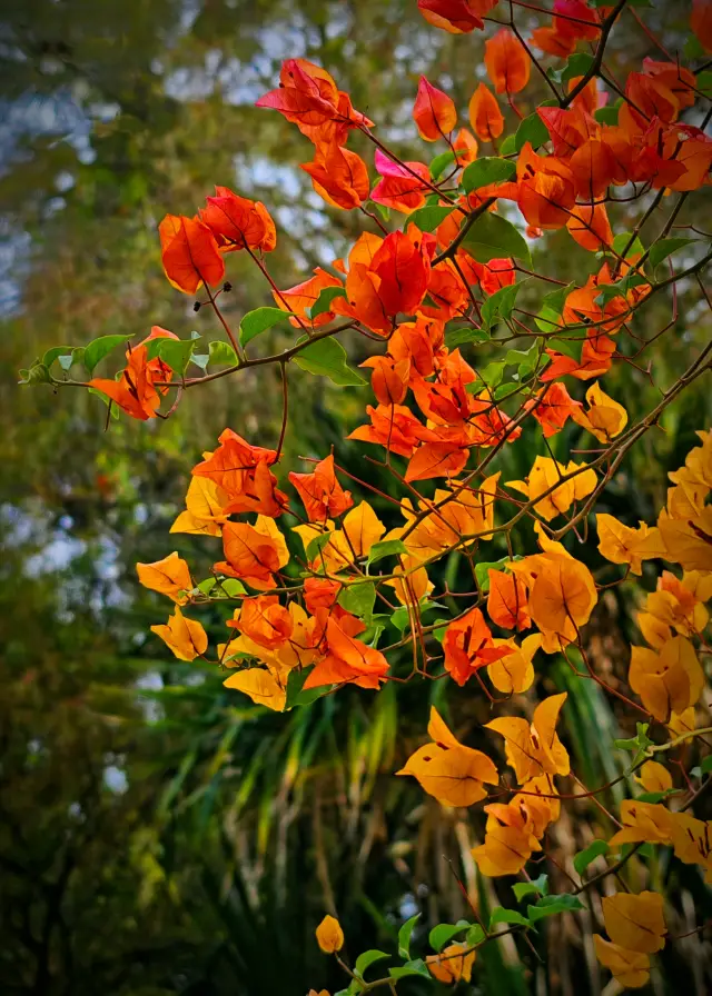 Endless flowers and plants, strange trees and fruits that are never enough to see, this is the Xishuangbanna Tropical Botanical Garden