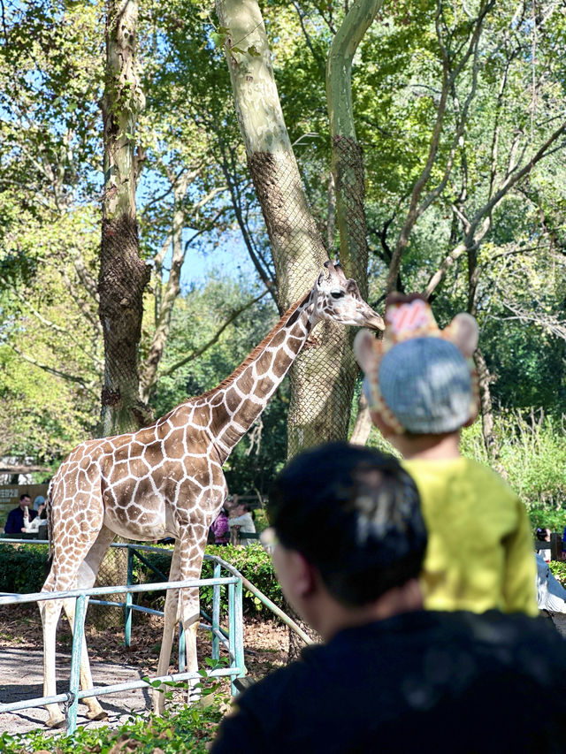 遛娃日記之五刷上海動物園