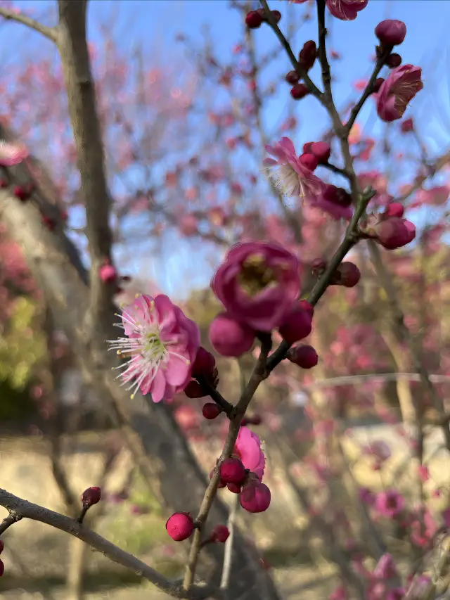 Experience Spring - Early Spring Plum Blossoms in Minhang Sports Park