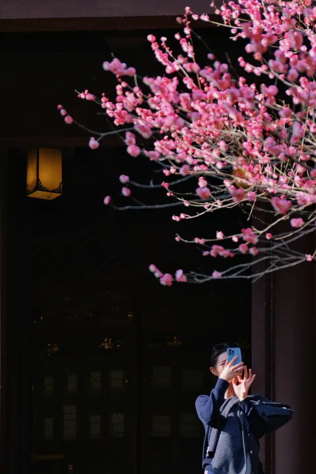 Please spare the Qianwang Temple in Hangzhou, the plum blossoms at this lesser-known temple are even better for photography