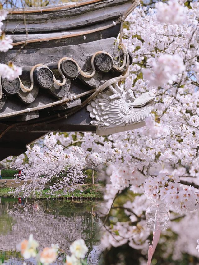 春日限定無錫太湖鼋頭渚賞櫻攻略