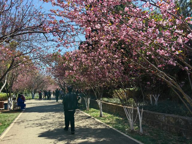 昆明圓通山公園迎來櫻花季
