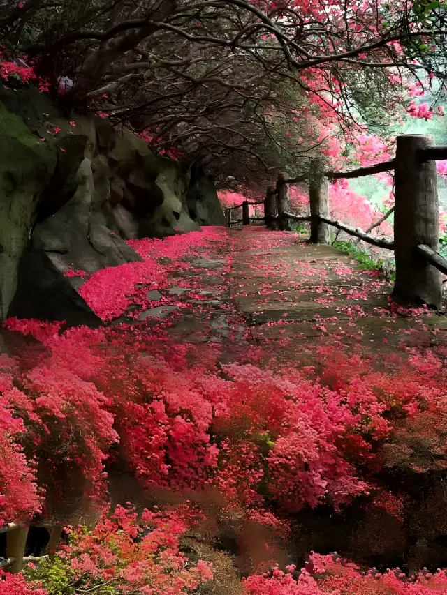 正に正しい時間に正しい場所に来ました：雲霧山のツツジ花海