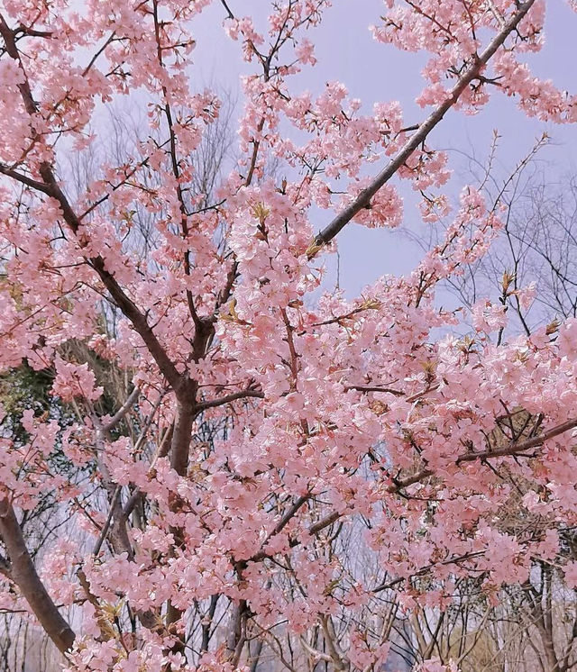 無錫金匱公園 | 免費的親子賞櫻聖地