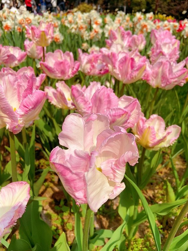 太子灣公園真的太美了