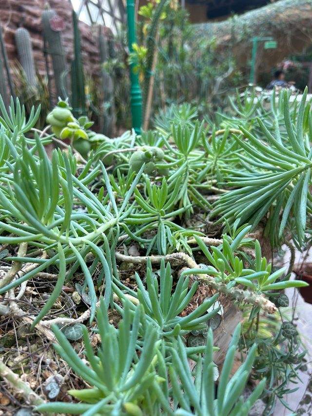 唐山熱帶風情植物園遊玩攻略！免費！強推！