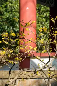 明孝陵|沉醉在腊梅花的香氣裡不捨得離開