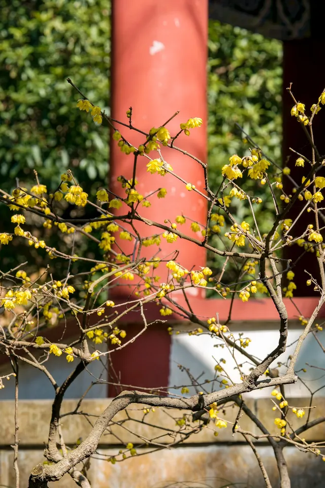 明孝陵|沉醉在腊梅花的香氣裡不捨得離開