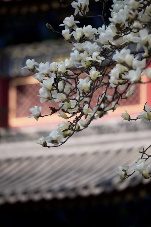 西安旅遊攻略｜廣仁寺•花開見佛/祈福靜心