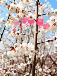 西安‖龍陽溝梅花基地超級壯觀