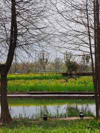 上海賞花｜後灘濕地公園油菜花開啦！